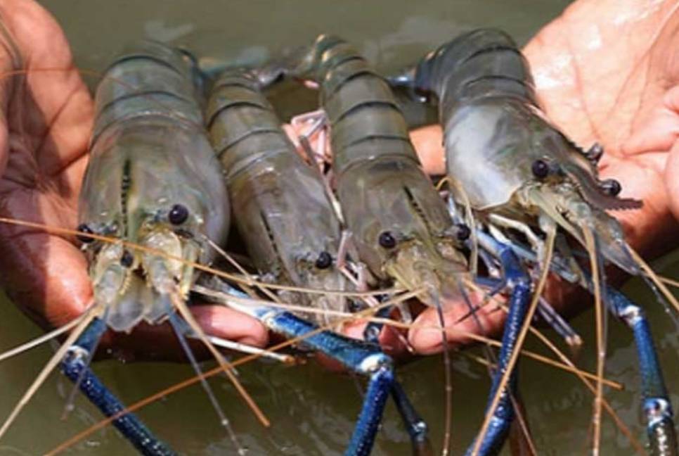 Shrimp export decreases by 32% in current fiscal