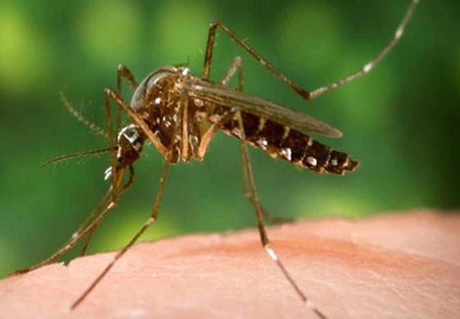 Mosquito menace rising alarmingly