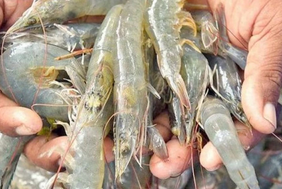 Vannamei shrimp: Govt approves commercial cultivation