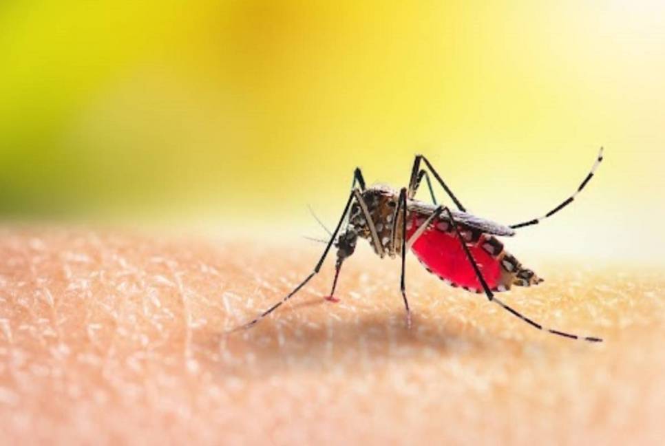 95 more get hospitalised with dengue
