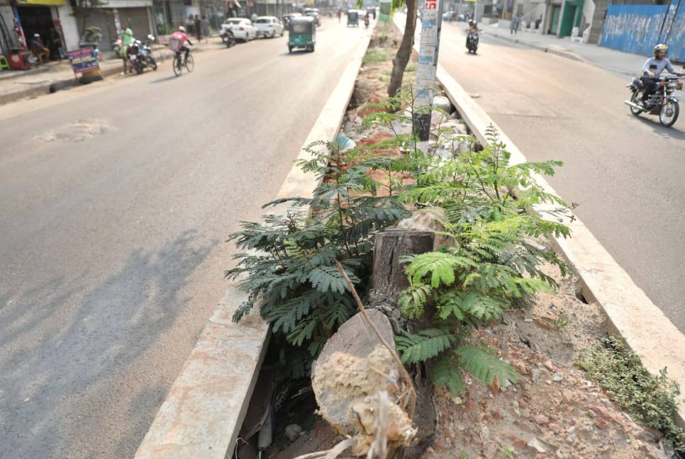 Now DNCC cuts trees on Mohakhali-Gulshan Road 