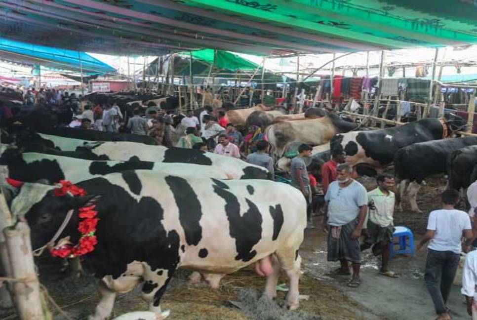Livestock ministry's officials monitor cattle markets
