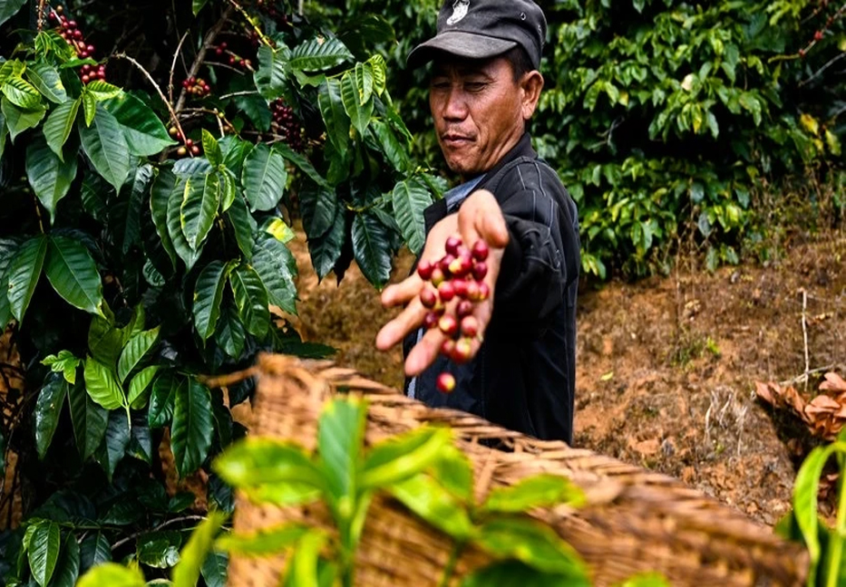 Chinese coffee producers consider Bangladesh as new export destination   

