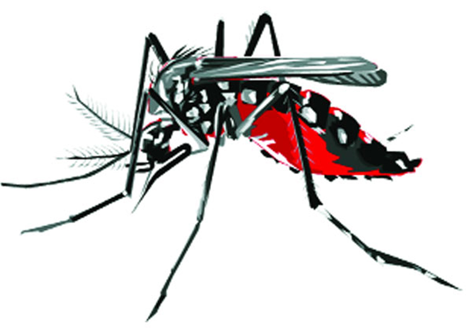 Two city corporations fail in controlling mosquito menace
