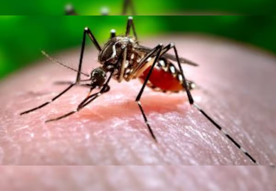 Crash programme to control dengue in Chattogram remains ineffective 