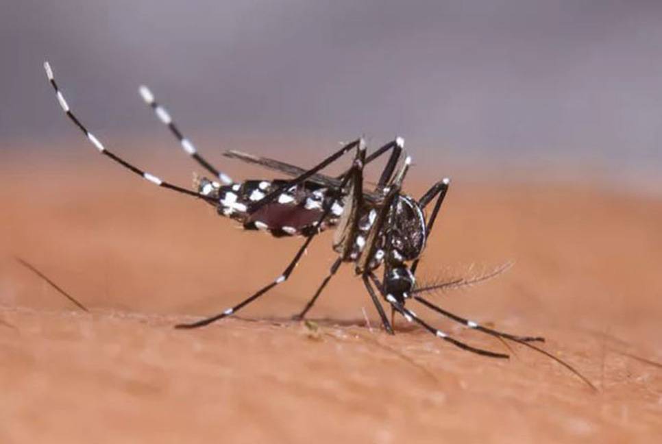 Eight more people died of dengue
