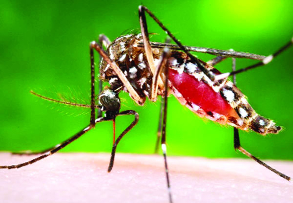 Post-autumn rain to increase dengue outbreak 
