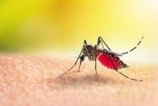 Two more die of dengue in 24 hrs