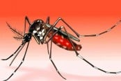 Four more die of dengue in a single day