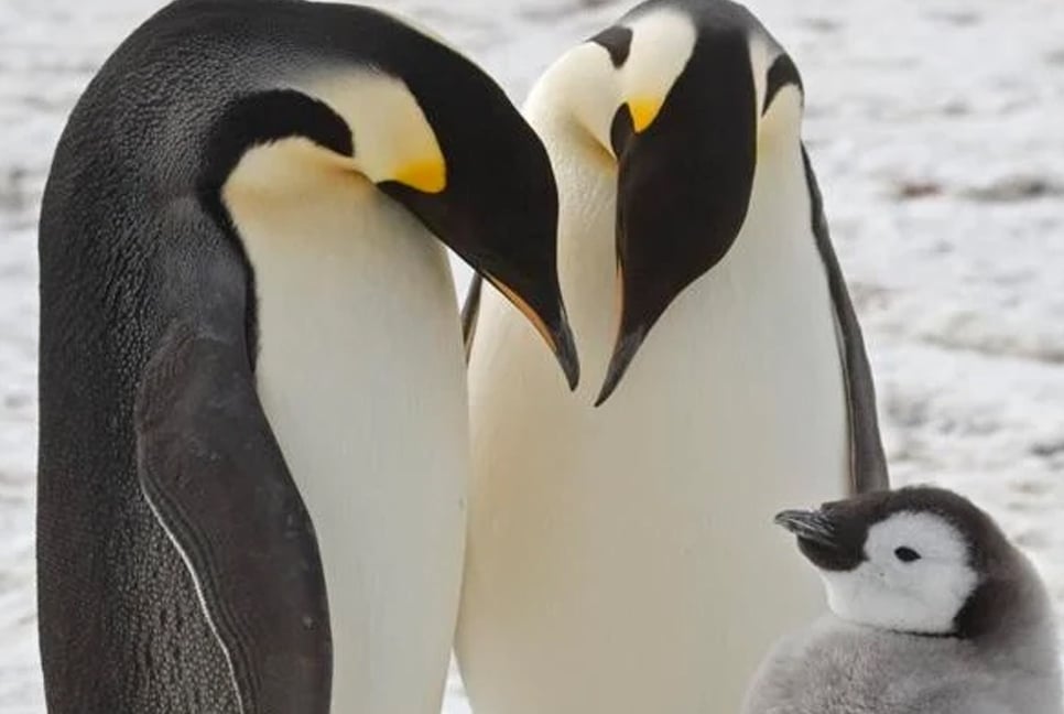 Scientists spot previously unknown colonies of emperor penguins in Antarctica