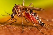 One more dengue patient dies in 24 hrs