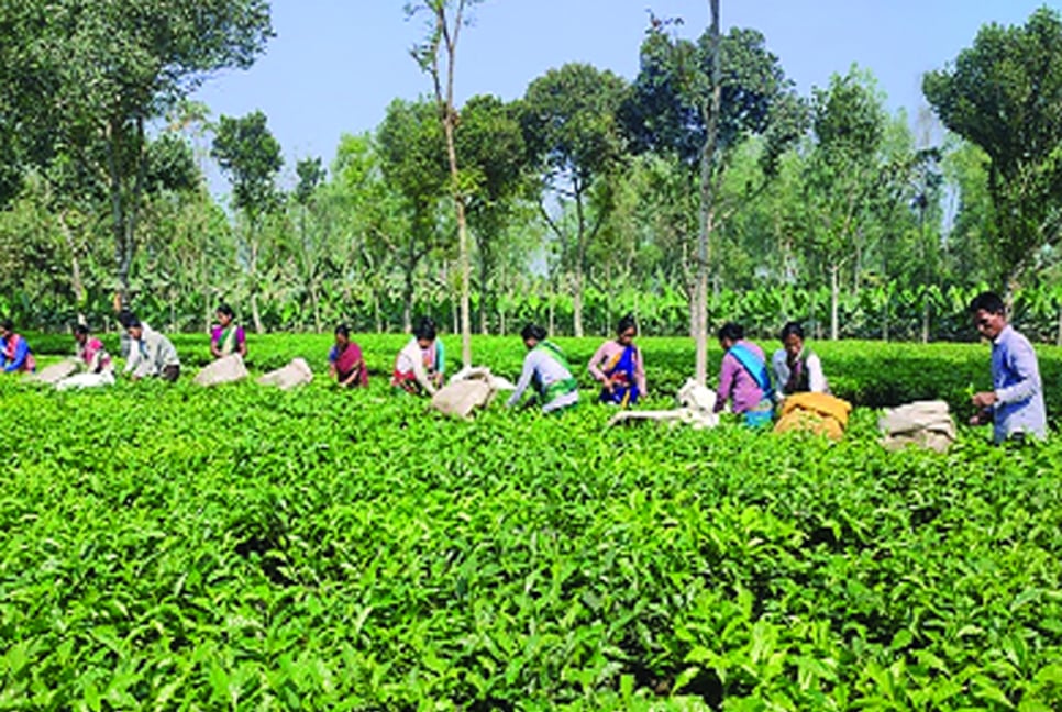 5 northern districts contribute big in tea production 