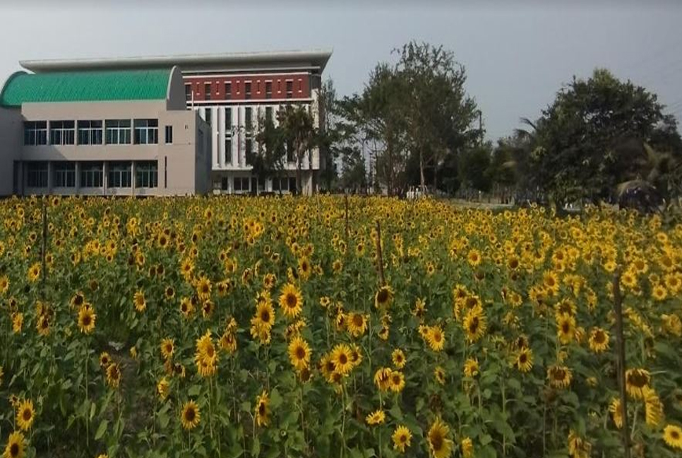 Sunflower farming expanding in Khulna division 