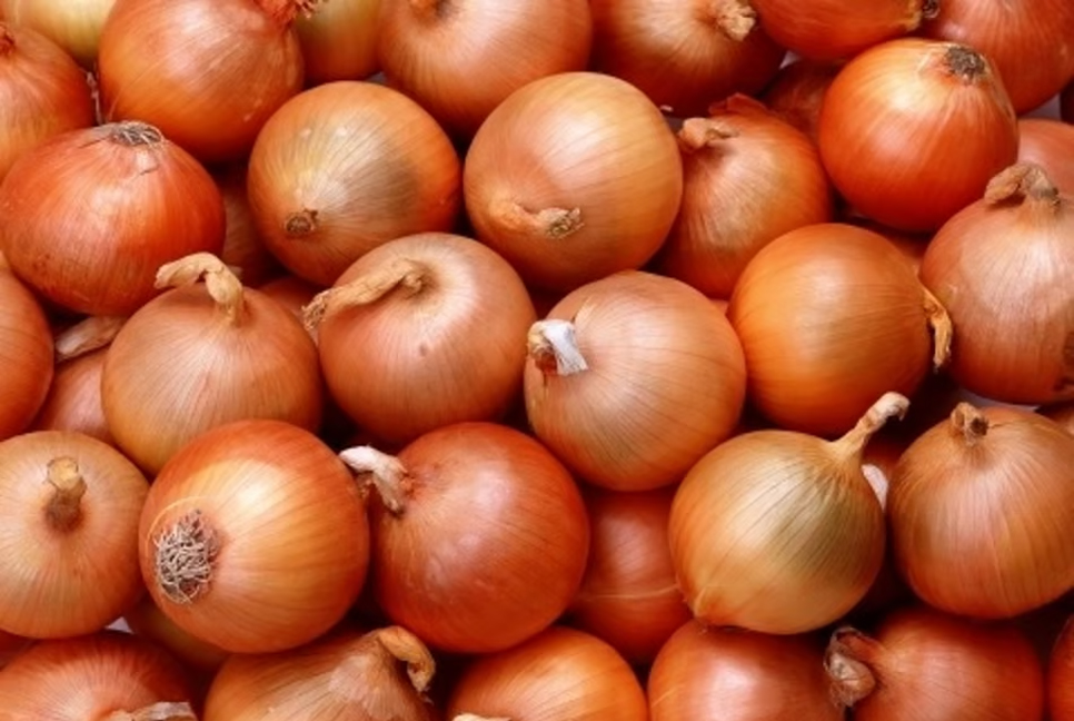 India to export 50,000 tons of onion to Bangladesh: Report 