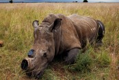 Nearly 500 rhinos killed as poaching increases in S.Africa