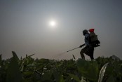 Farmers in India are hit hard by extreme weather