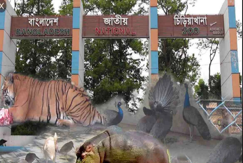 Teen dies by elephant attack at Mirpur Zoo
