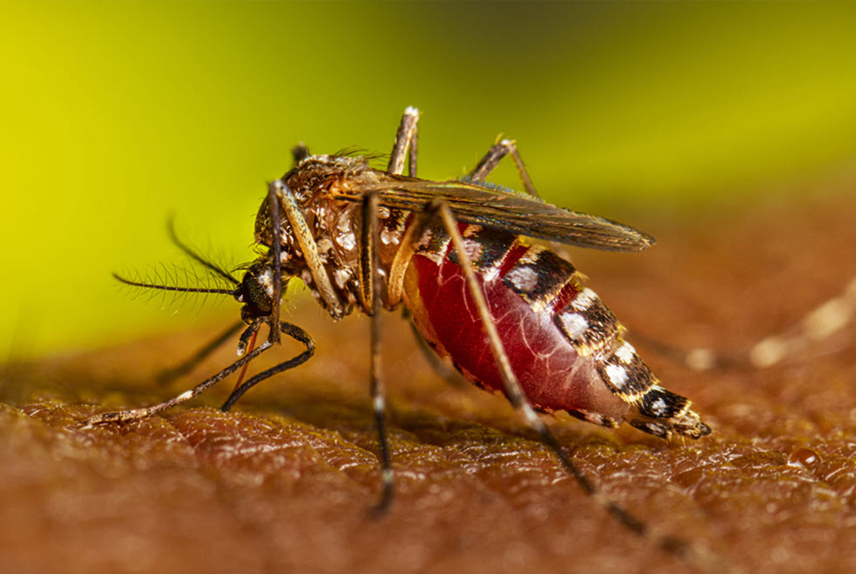 Dengue cases surge, raising concerns