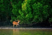 3-month ban on fishing, tourism in Sundarbans begins