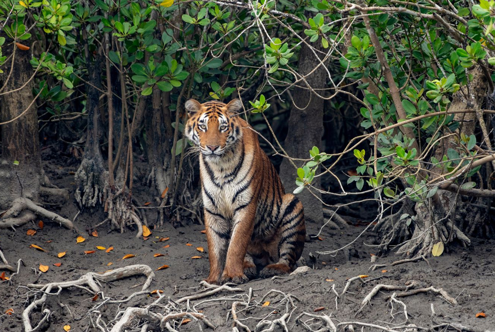Govt to draft guidelines to protect Sundarbans