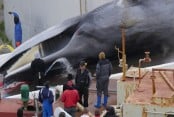 Iceland grants whale-hunt license for 2024 amid widespread criticism 