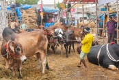 Sales of sacrificial animals begin Thursday at 22 cattle markets in capital