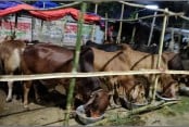 Sales of sacrificial animals begin today in capital