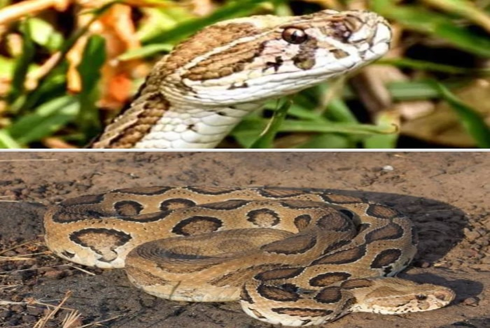 Environment Ministry issues awareness guidelines amid reported appearance of Russell's Viper