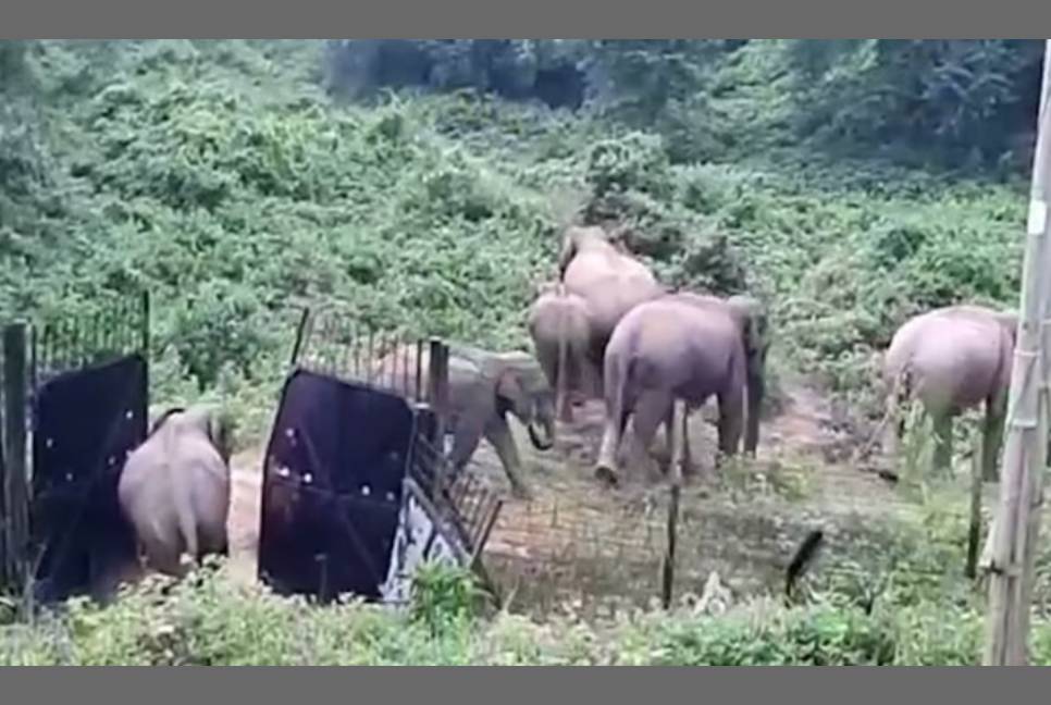Elephant herd breaks gate on Indo-Bangladesh border