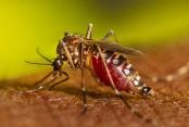 One dies of dengue; 148 hospitalised in 24hrs