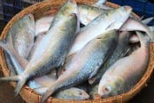 Writ petition seeks permanent ban on export of hilsa