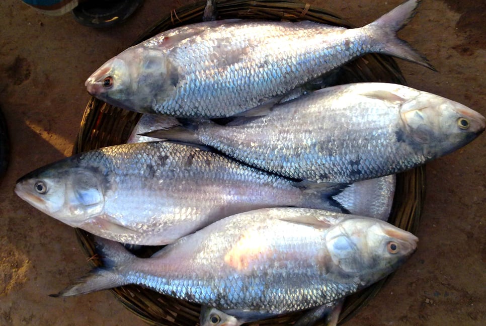 Country missing hilsa export target to India for Durga Puja since 2019