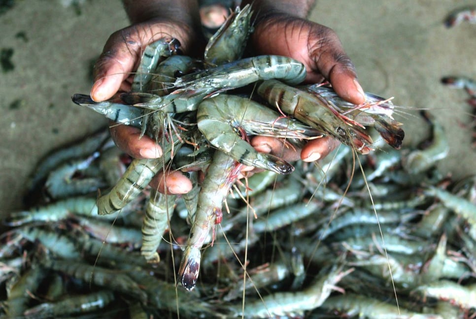 Shrimp business thrives