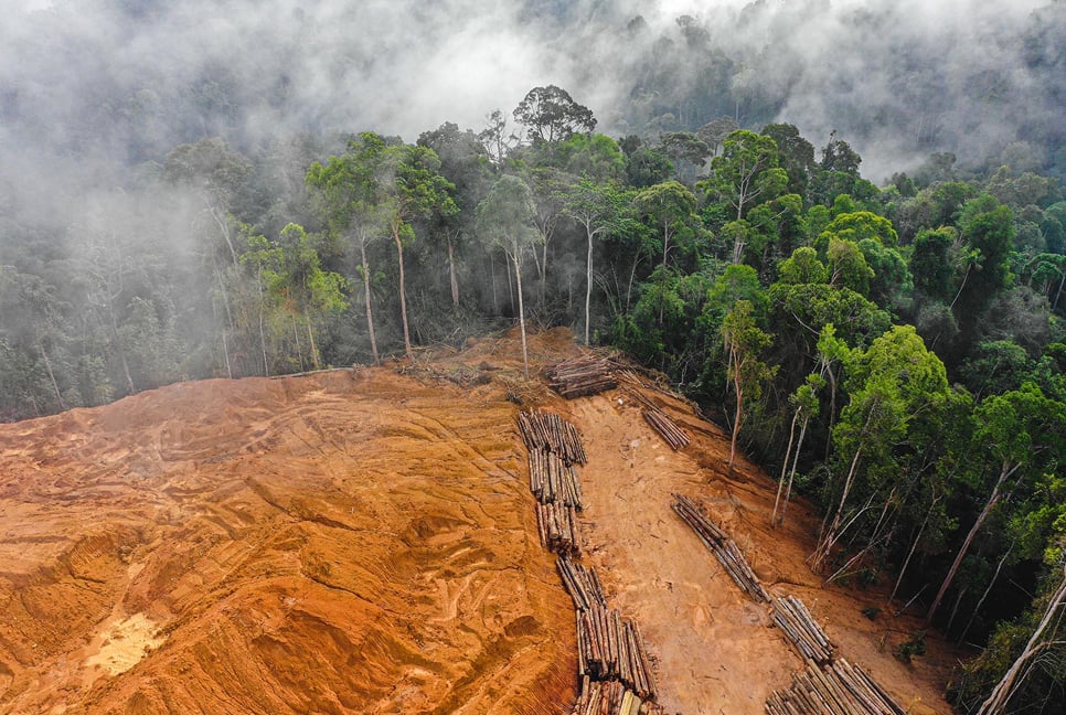 Deforestation 'roars back' despite global promise to put an end 